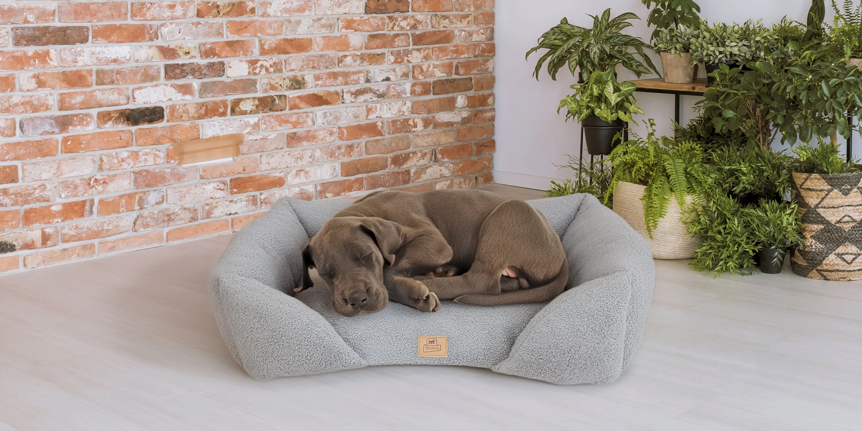 Style for Every Pet's Life
