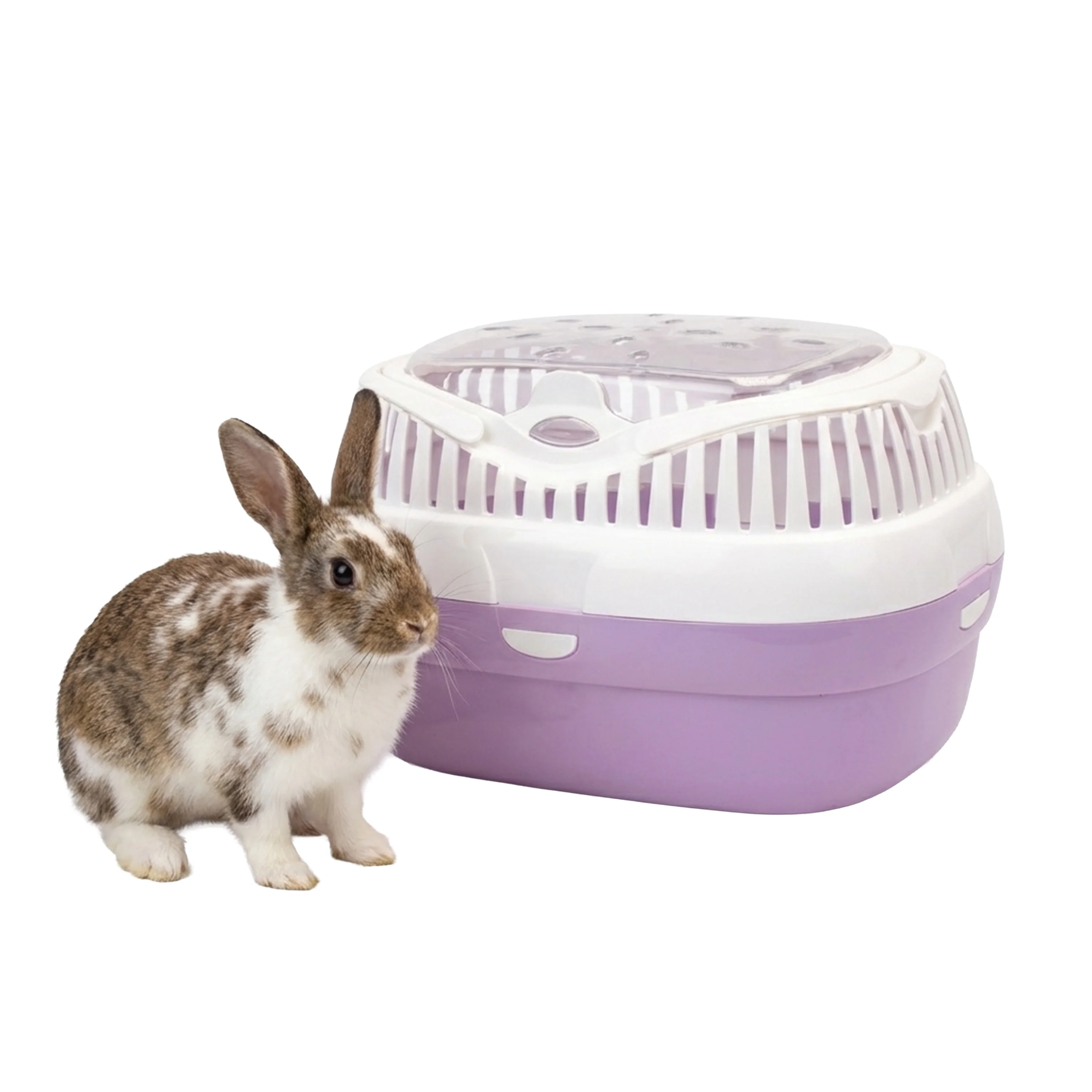 ALADINO LARGE - Image 11