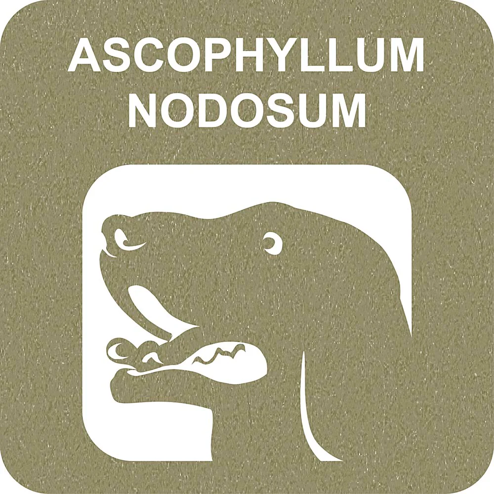 100% SNACK FILLABLE -  TOOTHBRUSH ASCOPHILLUM - Image 3